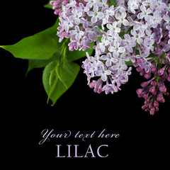 The beautiful lilac on black background