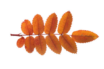 Autumn leaf isolated over white background