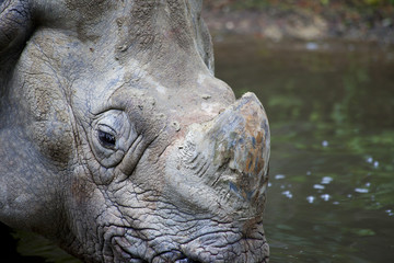 Fototapeta na wymiar Close up of rhino in lake, Rhinoceros unicornis