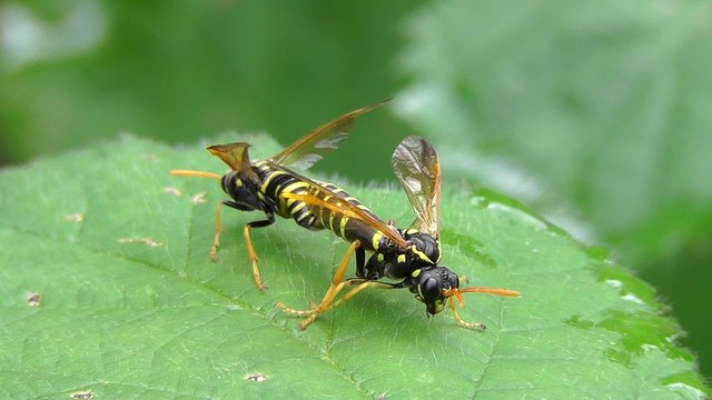 Braunwurzblattwespen - Paarung