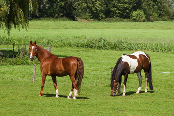 Fototapeta na wymiar Grassland with two horses