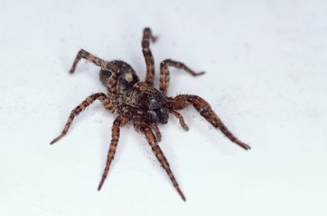 Common House Jumping Spider Close Up