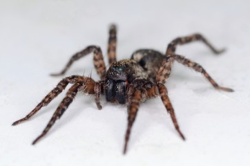 Common House Jumping Spider Close Up