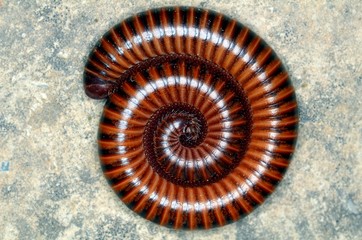 Brown Coiled Millipede Close Up
