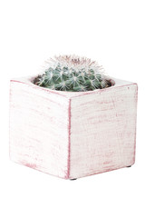 Cactus in pot of white background
