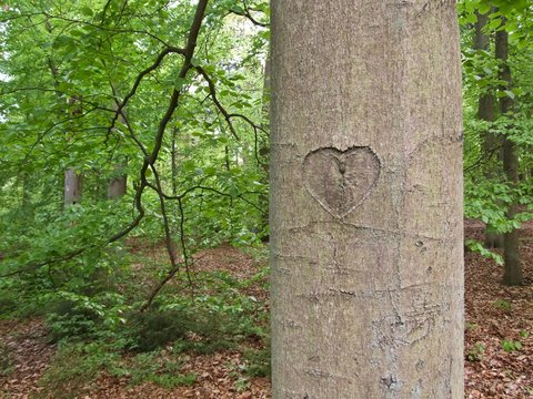 Herzlicher Baum