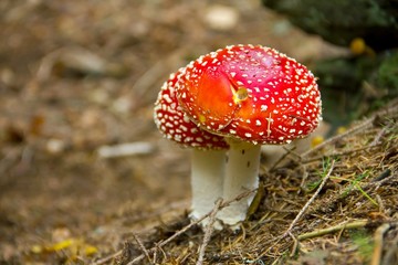 Red toadstool