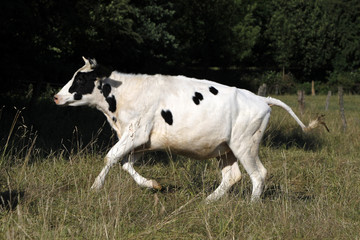 Rennende Kuh auf einer Weide