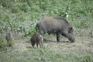 wild boar