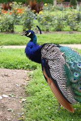 Obraz premium Peafowl