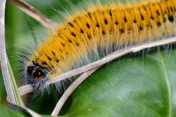 Chenille