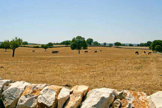 Murge (Puglia, italy) - Farm with horses at pasture