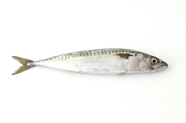 fresh mackerel fish on white background