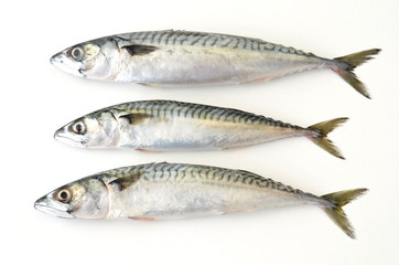 three fresh mackerel fish on white background