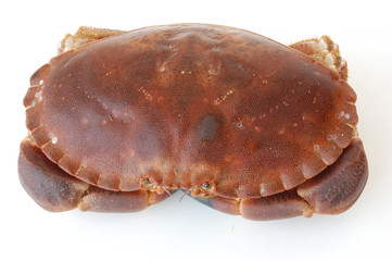 fresh brown crab or atlantic edible crab
