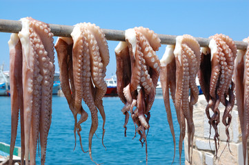 Octopus drying in greece naxos island - obrazy, fototapety, plakaty