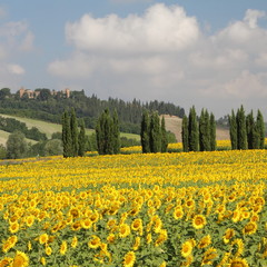 tuscan scenery with sunflowers and cypresses, Italy
