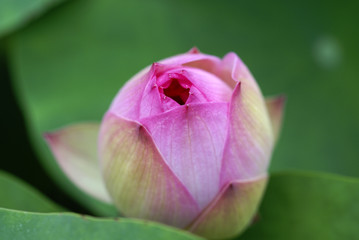 Fototapeta na wymiar Gentle lotus