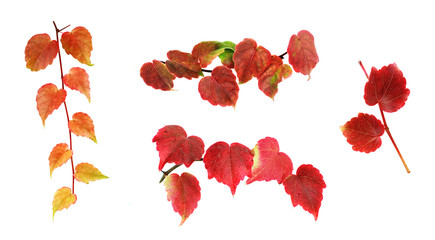 Set of colorful creeper branches.