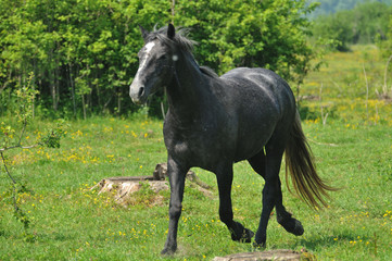 Fototapeta premium Horse on a green grass