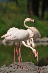 Flamingo in lake