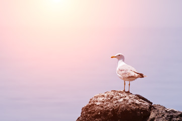 seagull