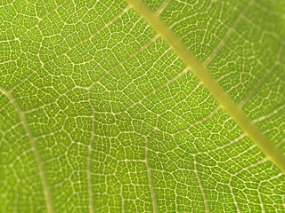 Feigenblatt Struktur