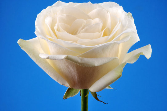 La rose