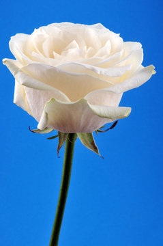 Une rose blanche