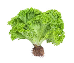 lettuce © Lev