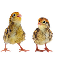 couple fluffy little quails