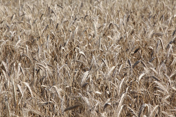 Field of ripe rye or wheat