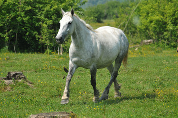 Horse on a green grass