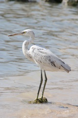 White heron on a background of the sea