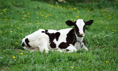 The cow in the afternoon on a green grass