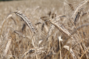 Field of ripe rye or wheat