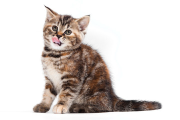 Obraz premium British kitten on white background