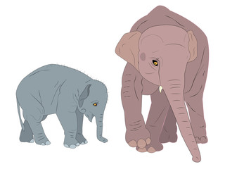Family of elephants.
