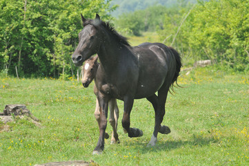 Horse on a green grass