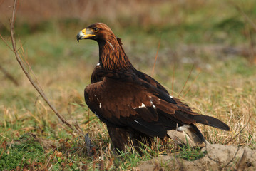 Golden Eagle
