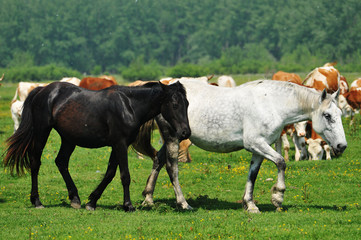 Obraz na płótnie Canvas Horse on a green grass