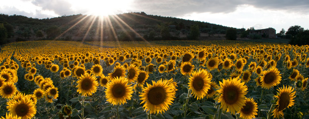 Sonnenblume im Licht der untergehenden Sonne