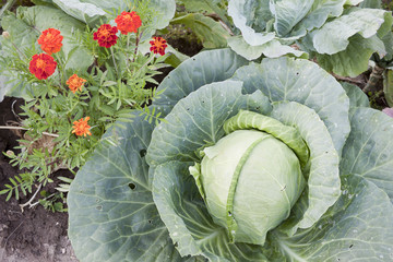 Together growing cabbage and flowers