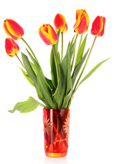 Red tulips on white background