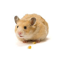 Alerted hamster