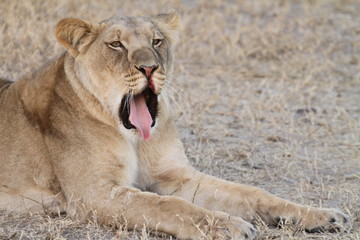 Lazy Lioness