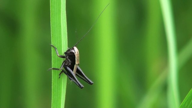 cricket (B-002)