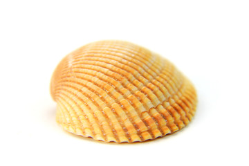 Close up shot of single sea shell on white background