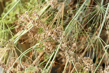Mature dill and fennel seeds