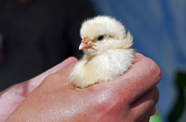 young chicken in hand